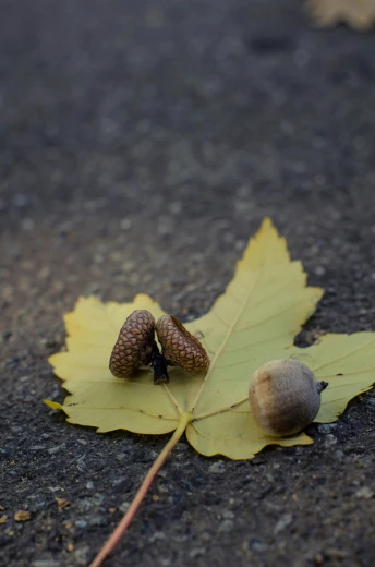 a couple of acorns that are on a leaf