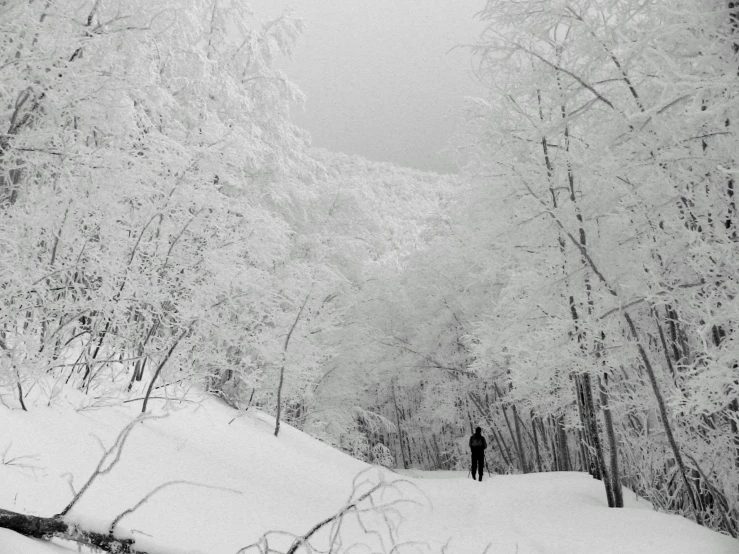 a man is standing alone among a snowy forest