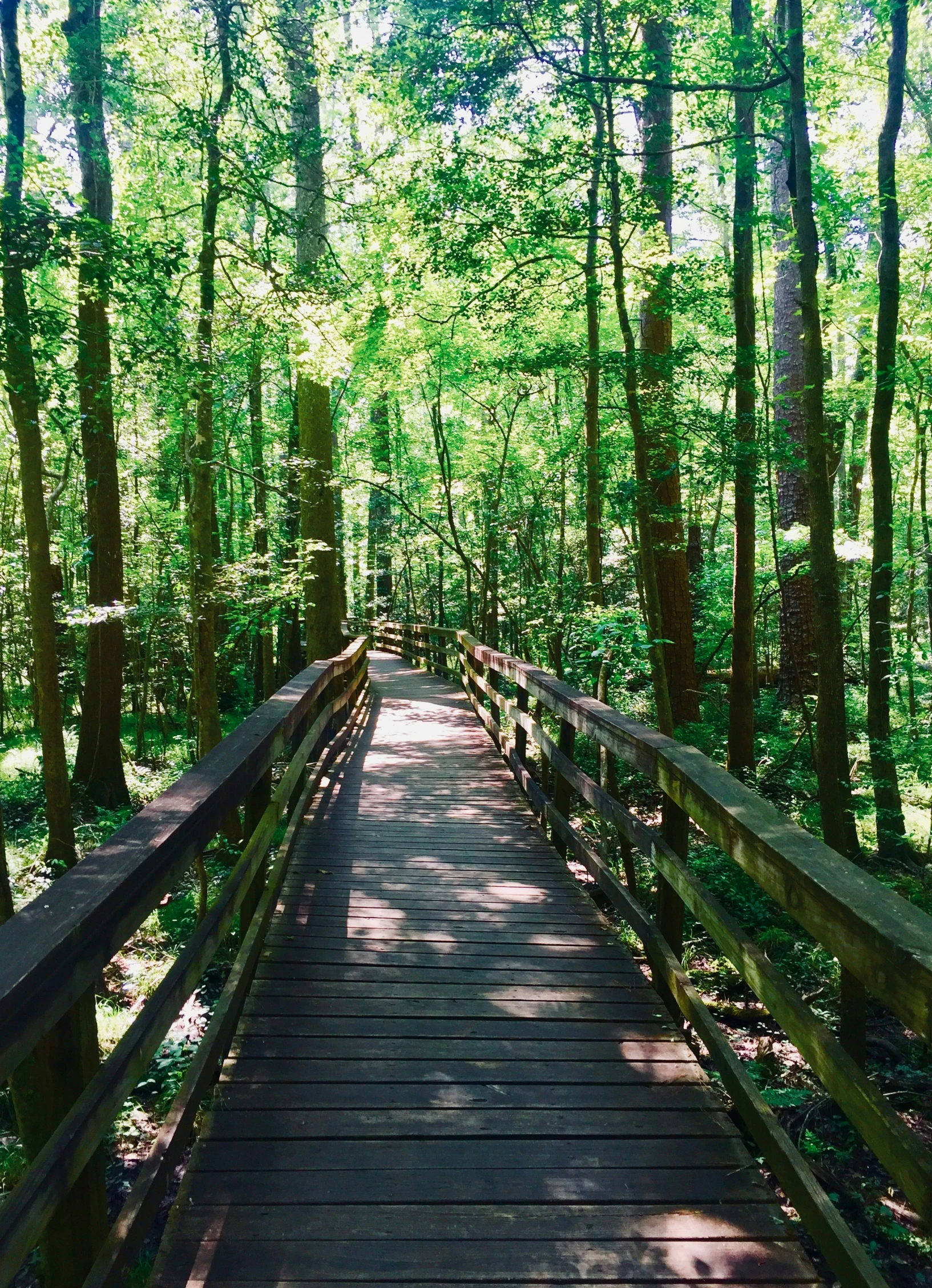 a long bridge in a lush green forest