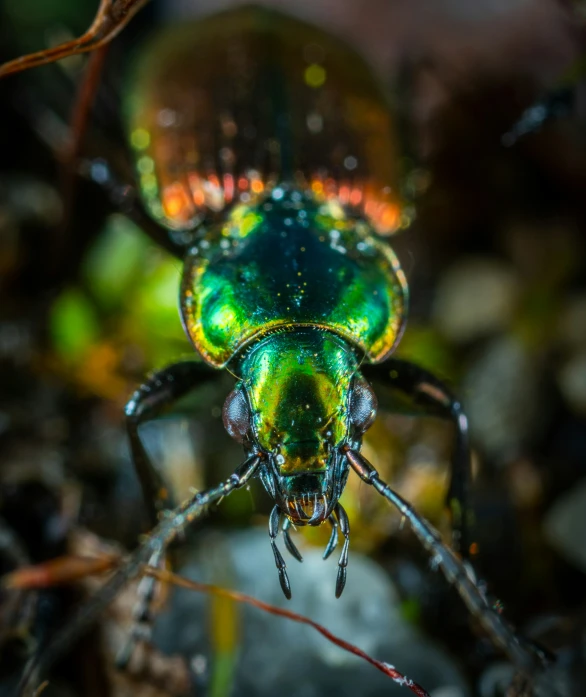 green bug standing on a nch, looking straight at the camera