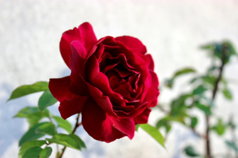 a red rose in a vase on a table