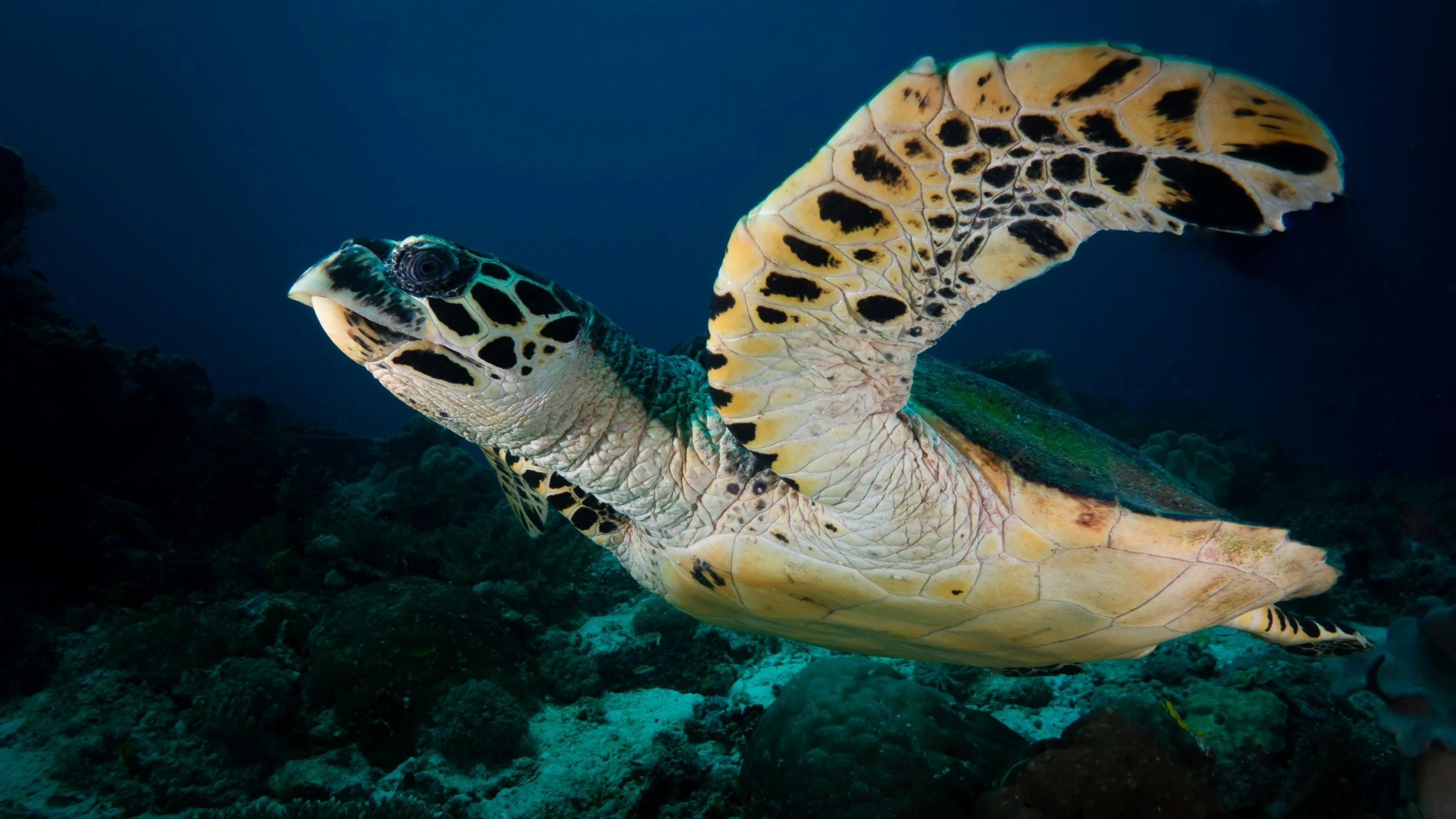 a turtle looking back at the camera while swimming