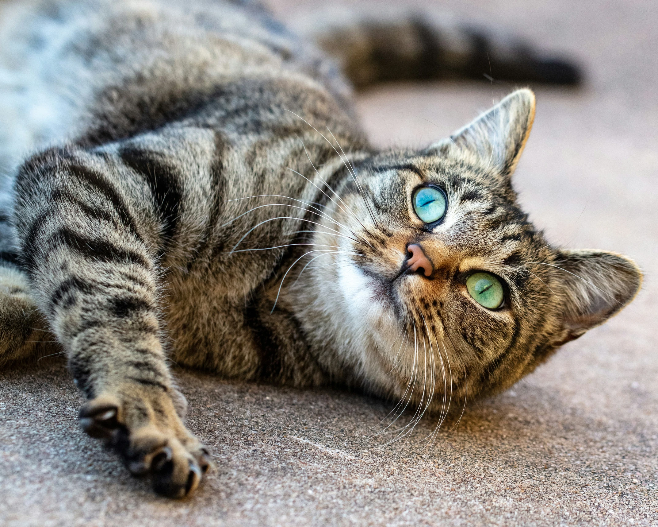 this is an image of a cat that is lying on its side