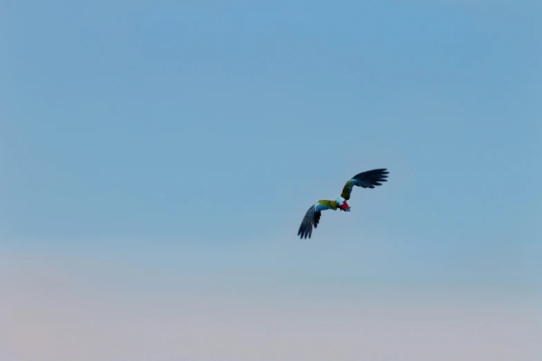 there are two birds flying side by side in the sky