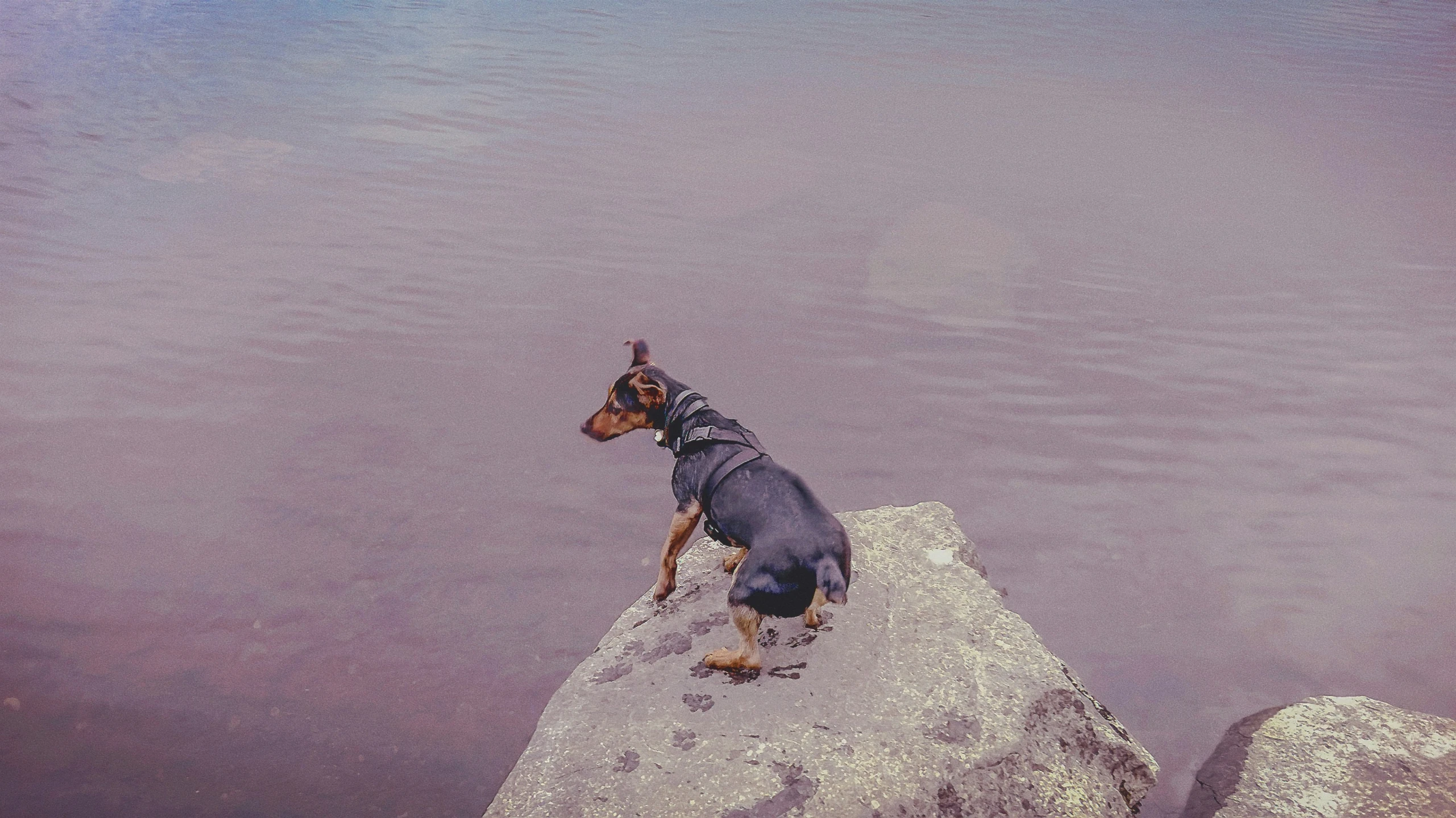 a dog standing on some rocks in front of a body of water
