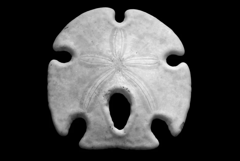 a sculpture of sand dollar, from a beach - side position