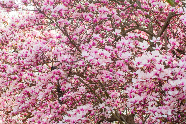 the pink flowered tree is in full bloom