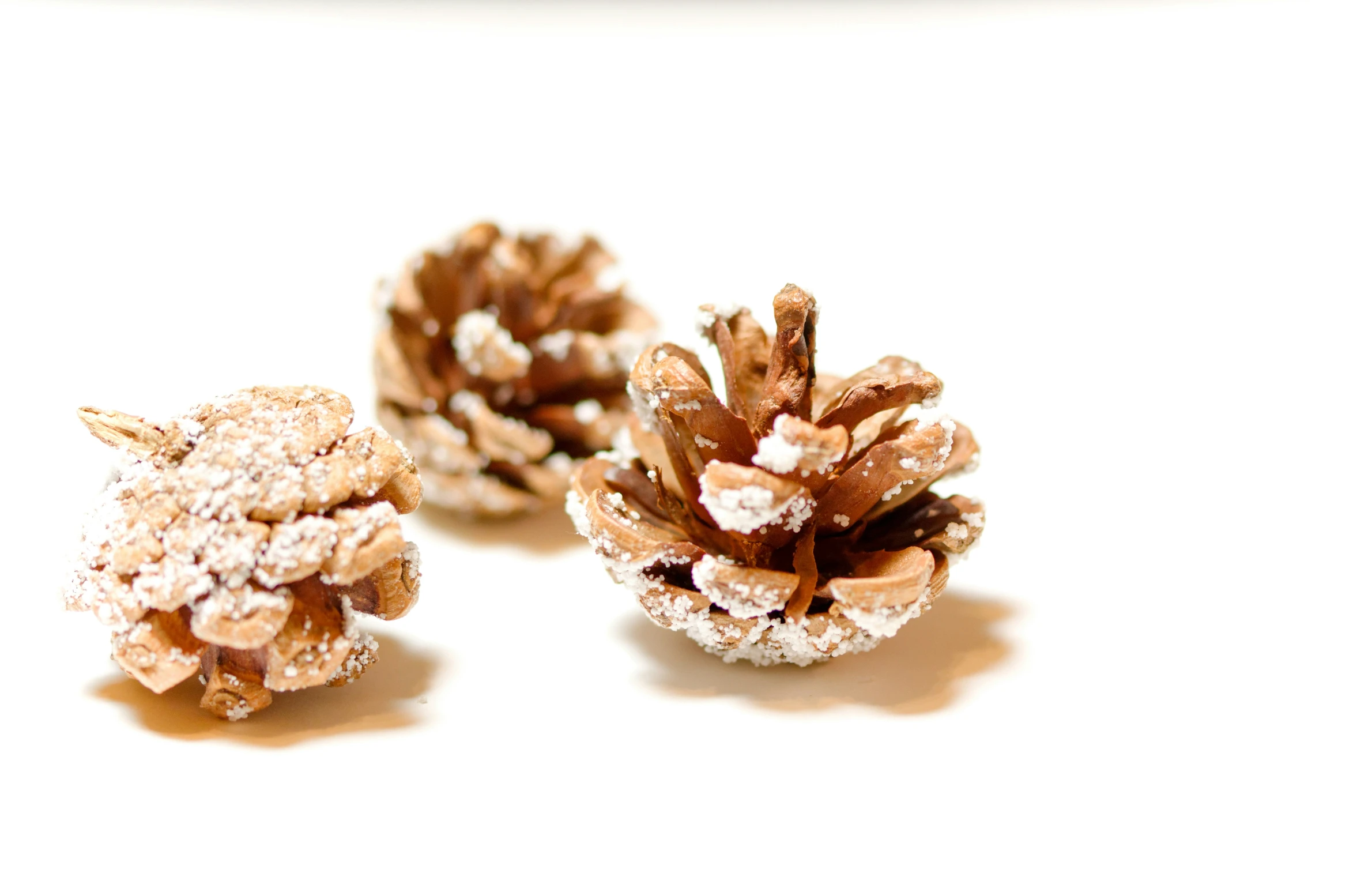 three small brown pine cones sitting side by side