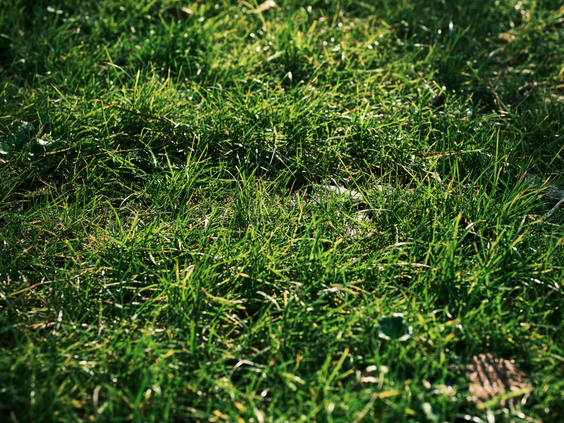 the bird is laying down on the grass outside