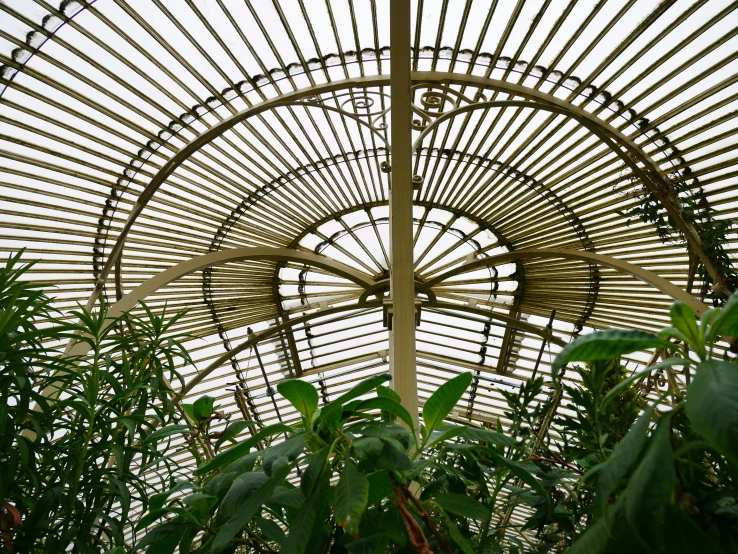 the bamboo roof of a glass house in australia