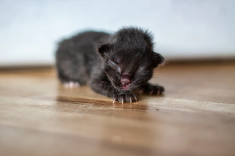 a black kitten napping on the floor