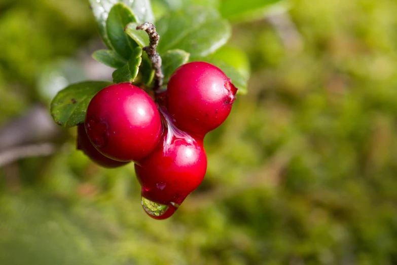 a few berries hanging from the green leaves