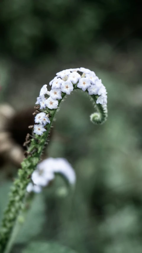 a stalk of white flowers near some green leaves