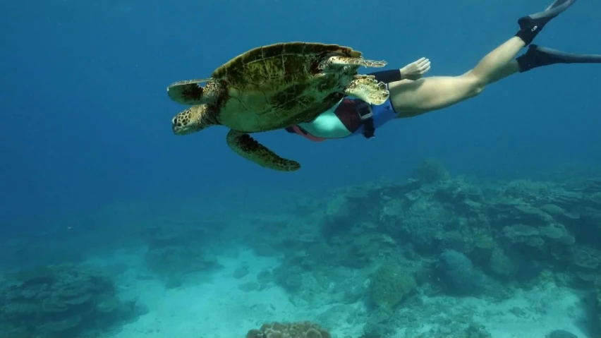 the woman is diving over a turtle in the water