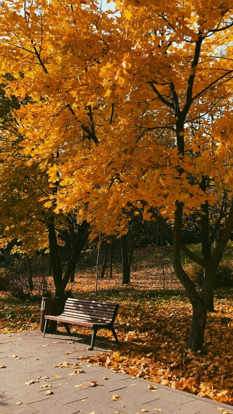 a bench on the side of a road in the fall