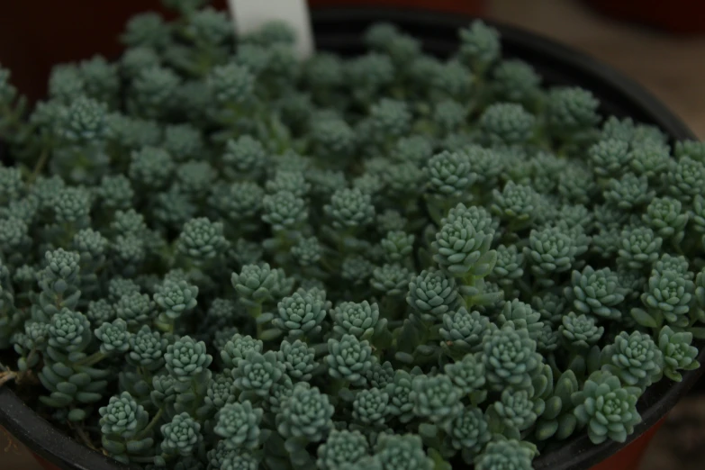 a container of broccoli that is inside of a pot