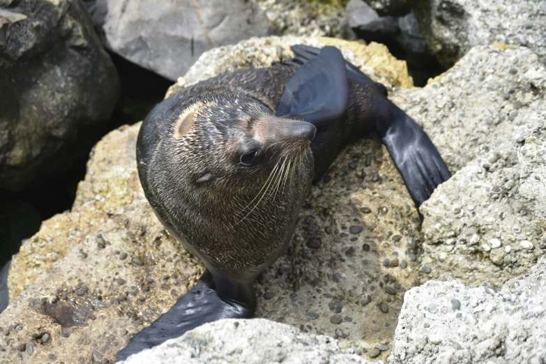 an seal is laying on a big rock