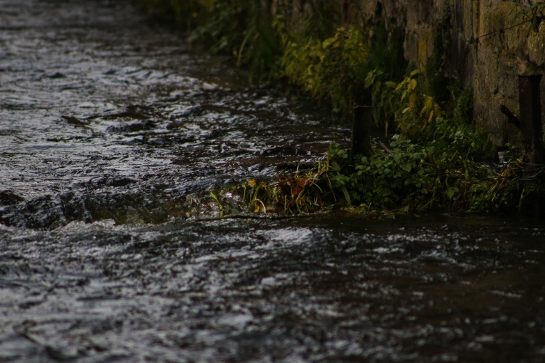 a bird sitting on a post near the water