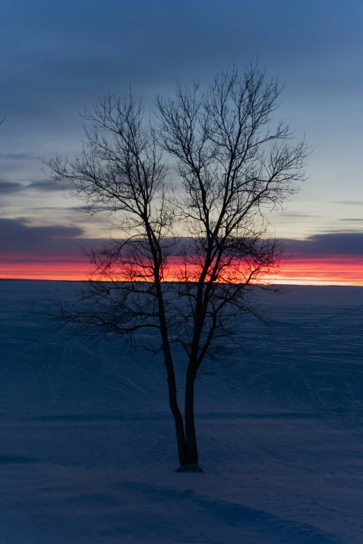 a tree is standing alone in a snowy field