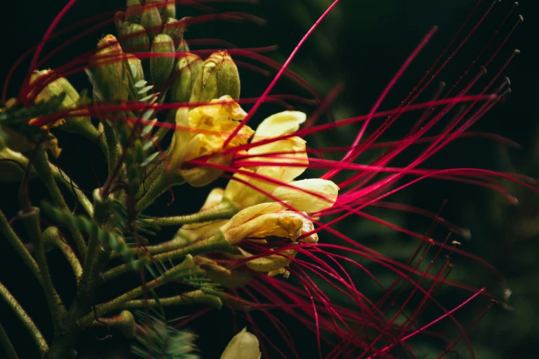 flowers with red stems and petals in close up