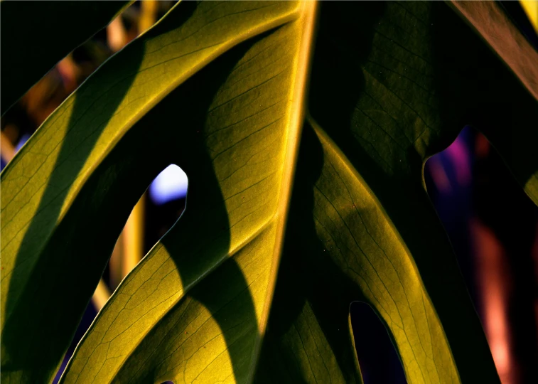 a plant with many green leaves in the sunlight