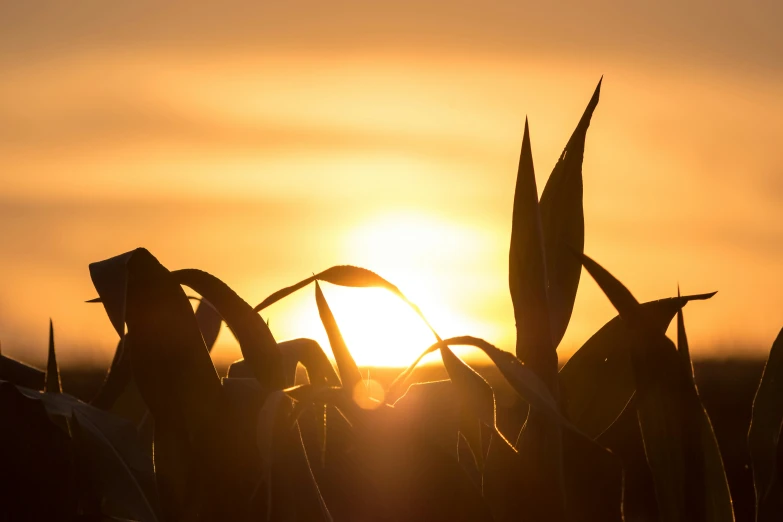 sun peeking through the leaves of a plant during the sunset