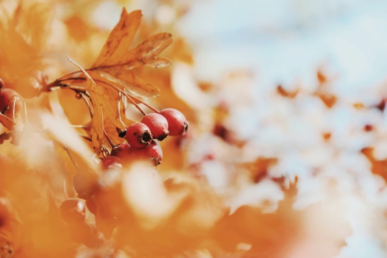 some red berries growing on a nch in autumn