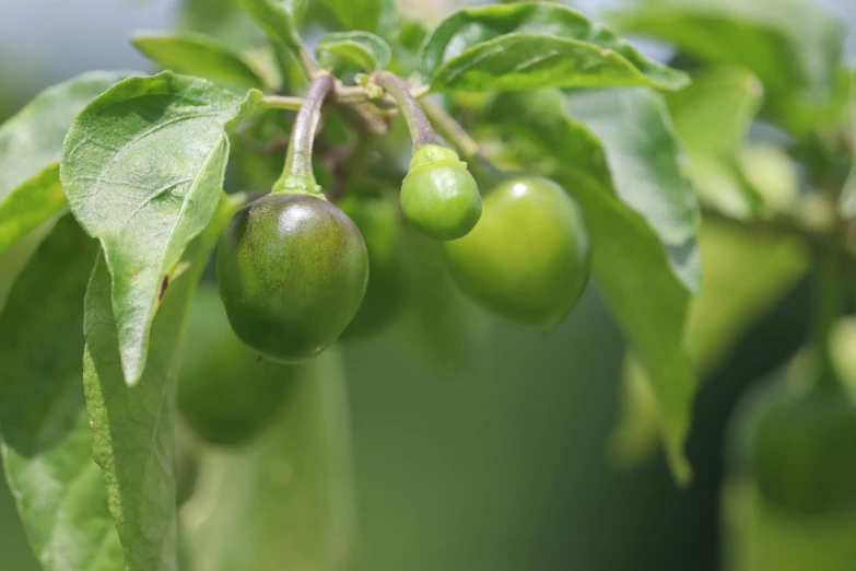 some fruit that are growing on the tree