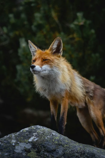 a small brown fox sitting on top of a stone