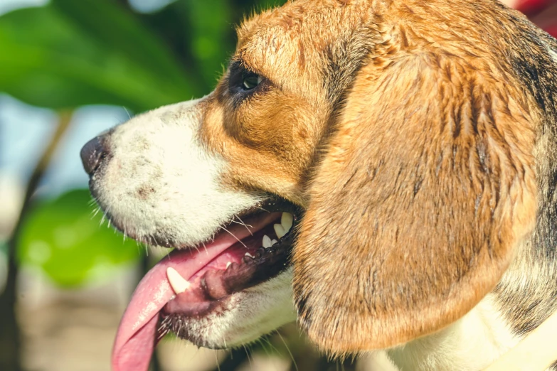 a close up of a dog on a leash