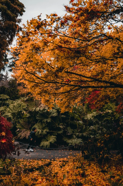 a bench sitting in a park surrounded by colorful trees