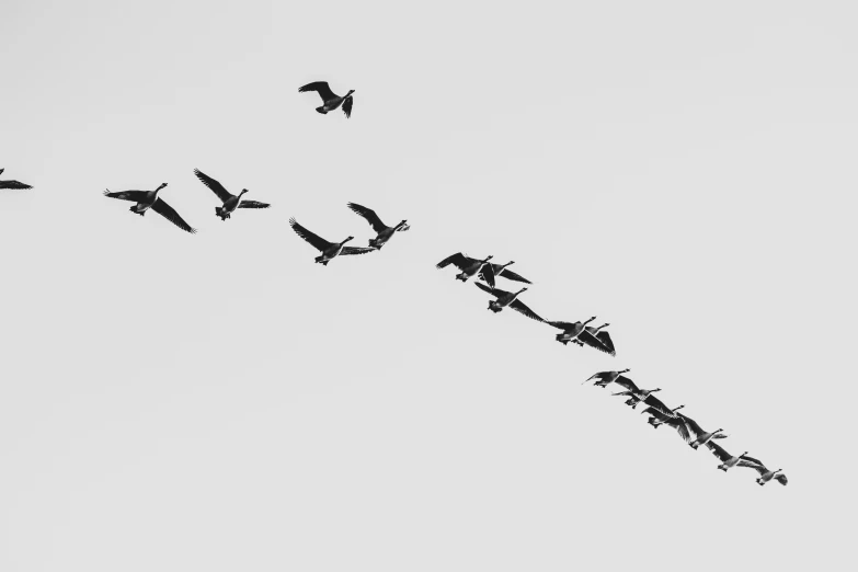 there are many birds flying on the same plane