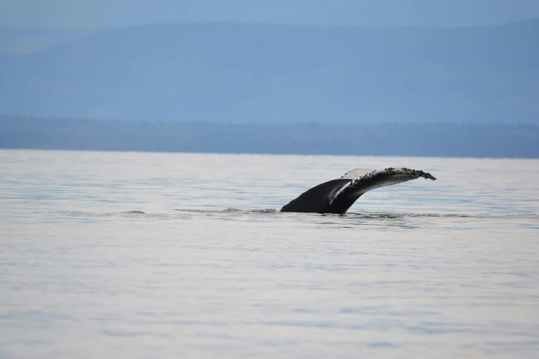 a black and white whale is diving in water