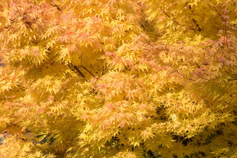yellow leaves on a tree in autumn