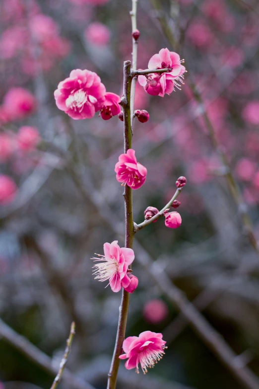 pink flowers on a stem with dark nches behind them