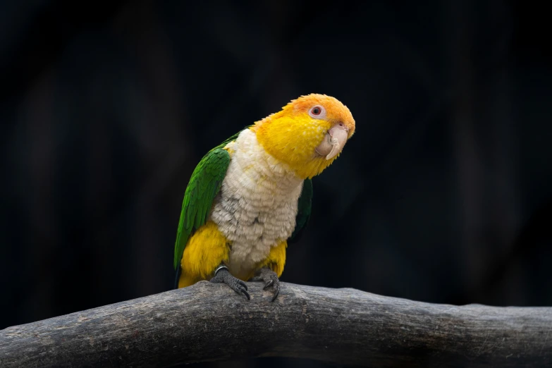 a multicolored parrot perched on top of a tree nch