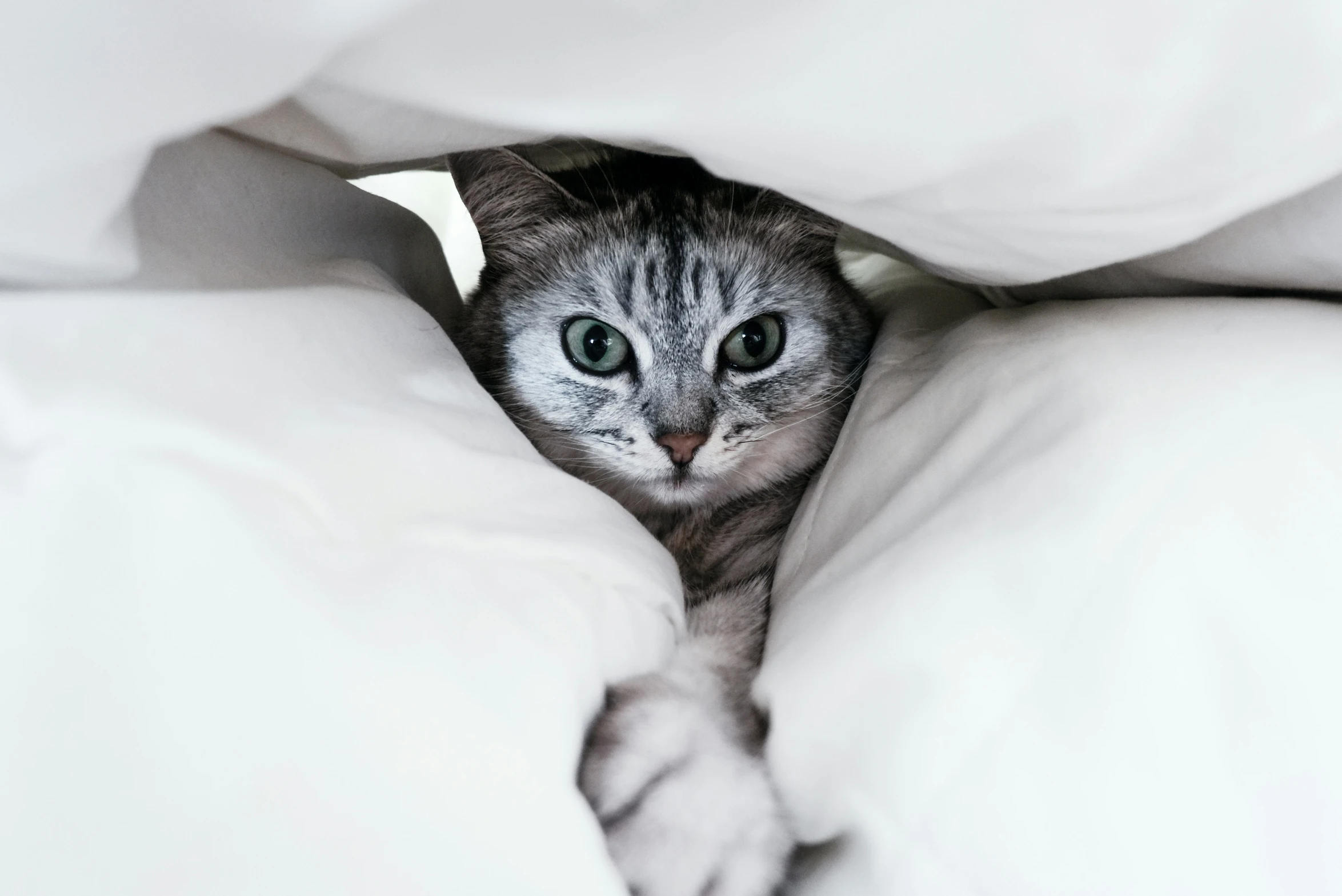 a grey and white cat hiding in white covers