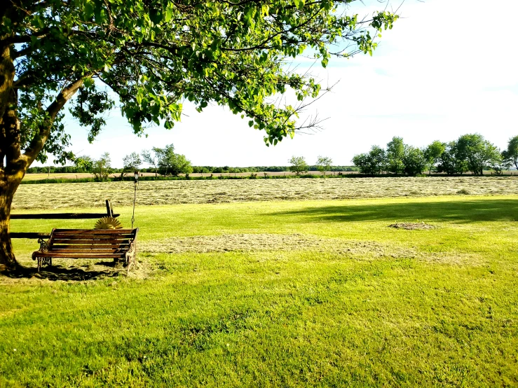 a park bench under a shade tree in a grassy field