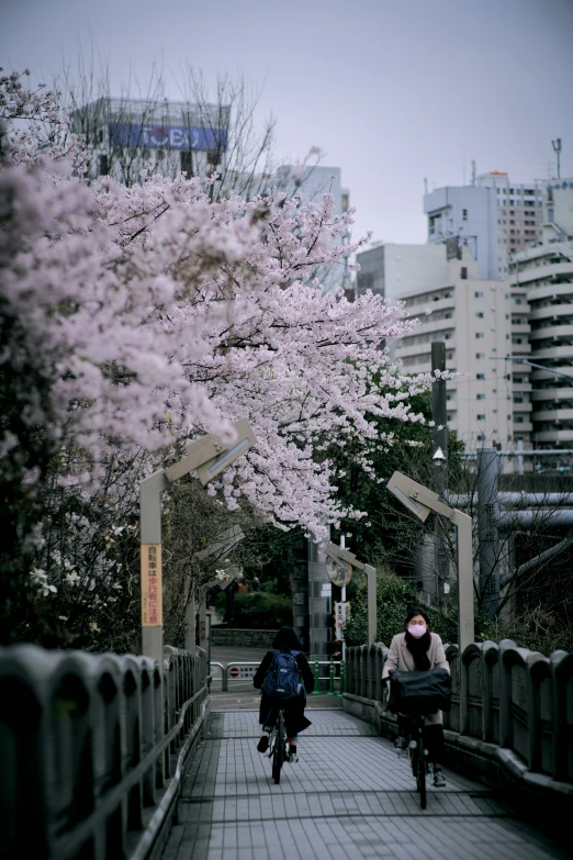 two people ride bicycles on a bridge with blossoming trees