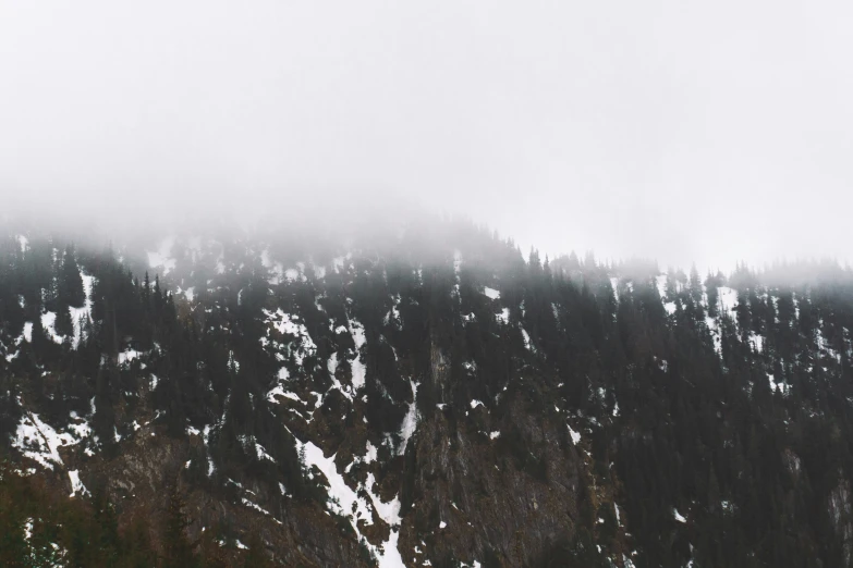 the evergreens stand tall on the snowy slopes