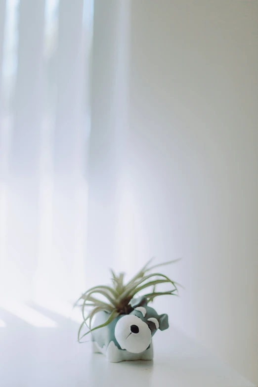 an air plant in a pot on a table