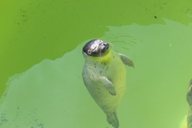 a sea lion swimming in green water