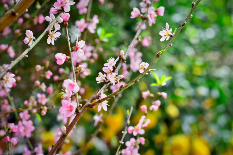 small pink blossoms growing out of a tree