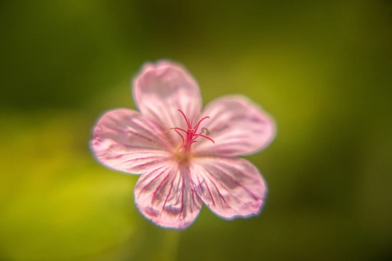 a pink flower on a green background