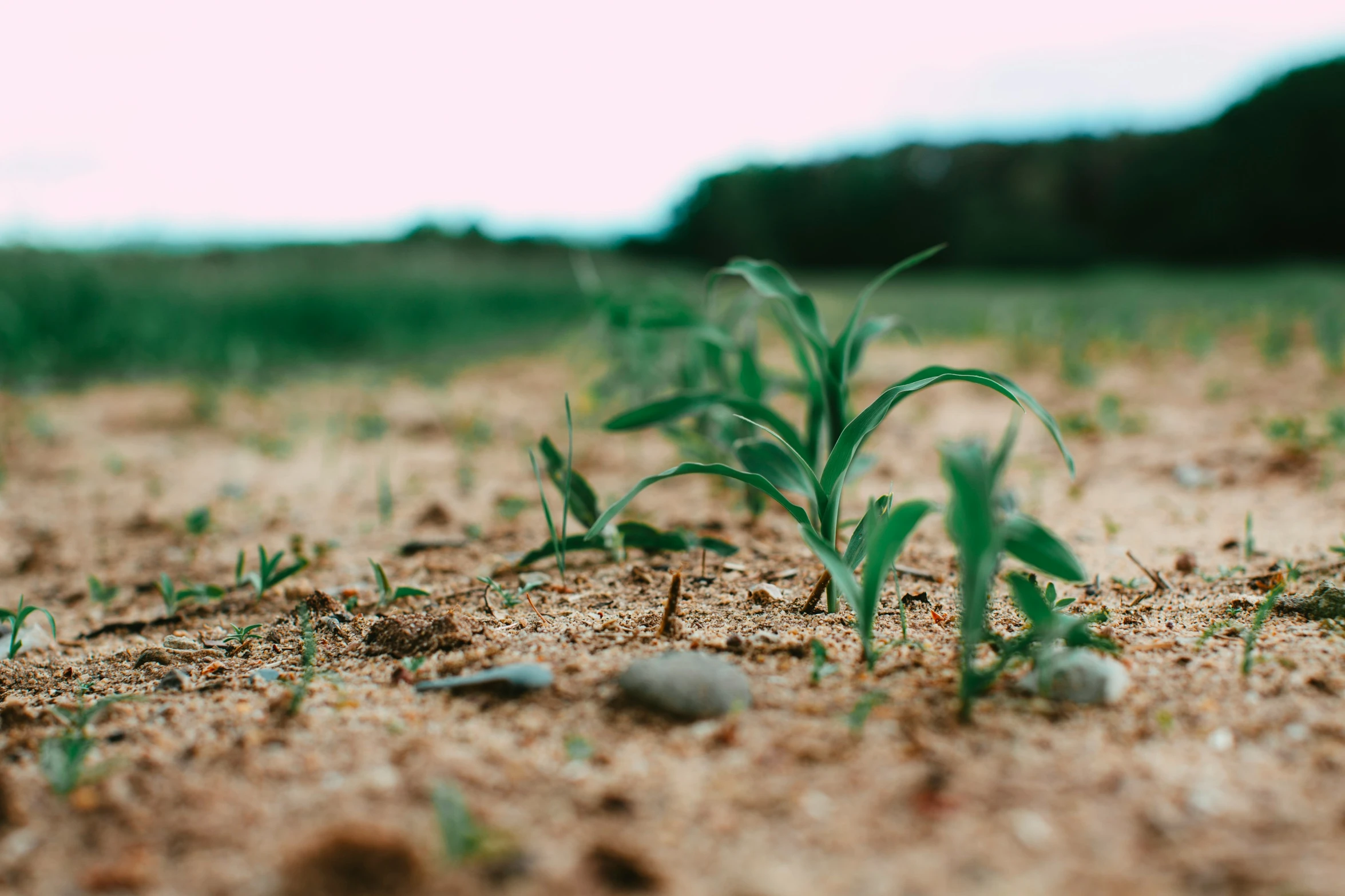 a plant growing out of the dirt in a field