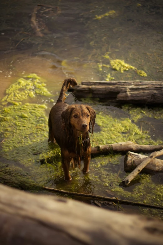 a dog standing in the middle of a lake covered with algae