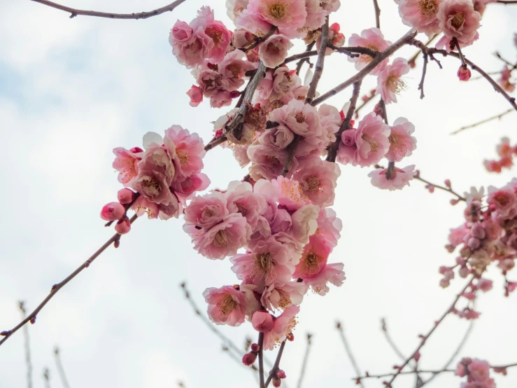 pink flowers and buds on nches against a cloudy sky