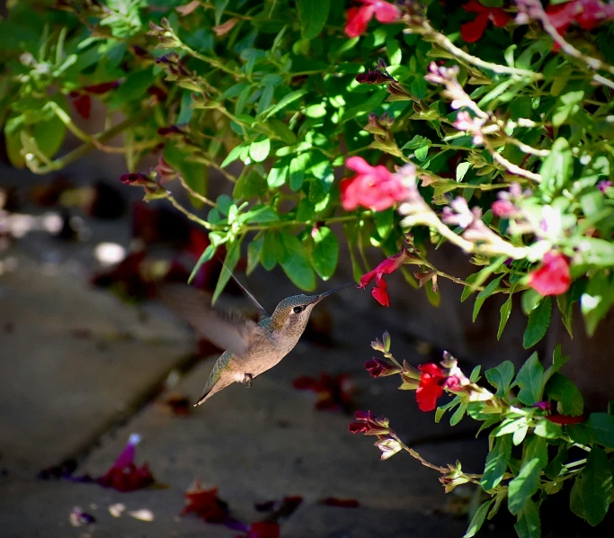 an image of a hummingbird flying in the air