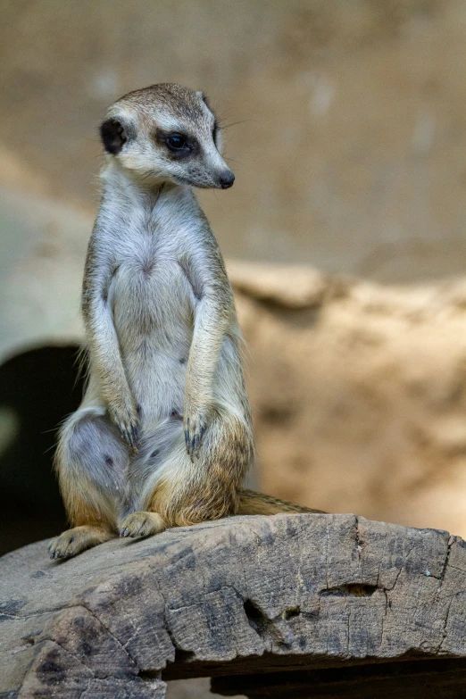 a small meerkat sitting on top of a tire