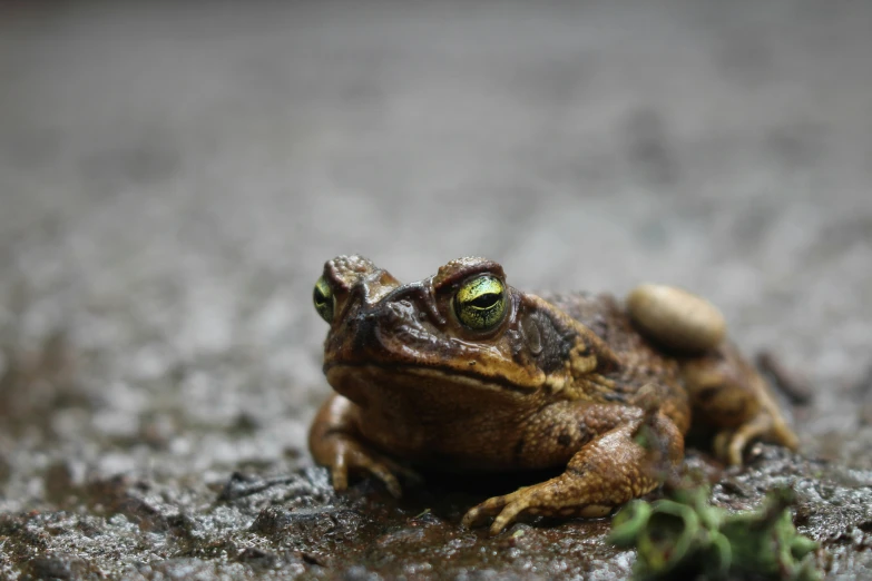 a toad on a patch of cement, staring at the camera